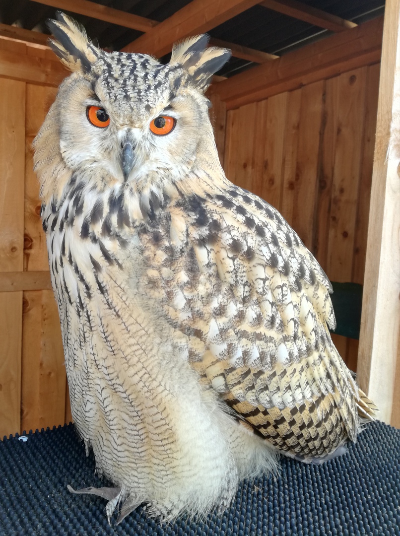 DieEulenfrau Unsere Eulen